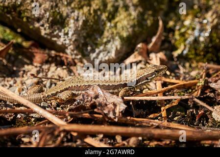 Common wall lizard sunbathing in the morning (Podarcis Muralis) Stock Photo