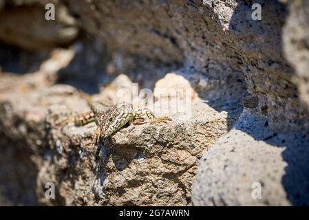Common wall lizard sunbathing on a rock in the morning (Podarcis Muralis) Stock Photo