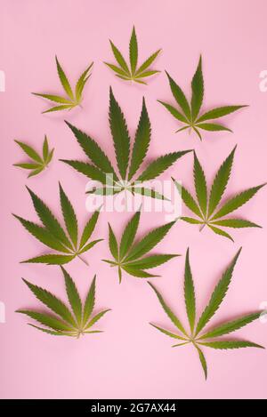 Cannabis Leaves on pink background. Top view Stock Photo
