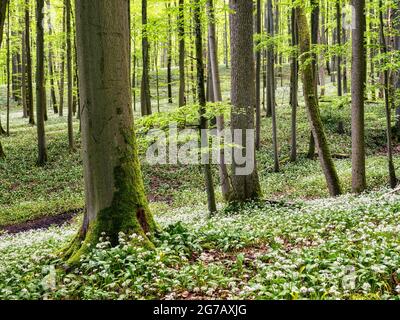 Beech, deciduous forest, forest, beech forest, primeval forest, primeval beech forest, wild garlic, dead wood, national park, UNESCO World Heritage Site, UNESCO World Heritage Site, World Heritage Monument, nature reserve, circular hiking trail, Rennsteig, nature park, largest contiguous deciduous forest area in Germany Stock Photo