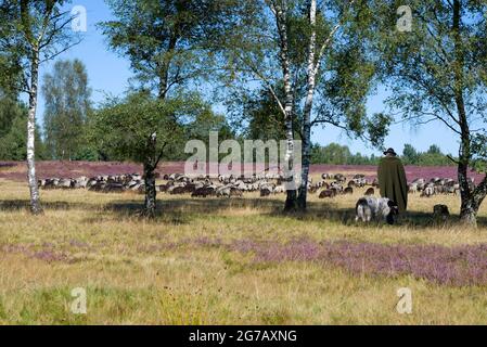 Flock of sheep in the Lueneburg Heath, Lower Saxony, Germany Stock Photo
