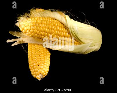 Two roach of young corn, one peeled and one in husks on a black background, in isolation Stock Photo