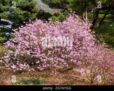 The rhododendron 'Praecox', early spring alpine rose Stock Photo