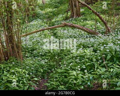 Free food (forage) featuring Allium ursinum, ramsons, buckrams, wild garlic flowering on a woodland floor Stock Photo