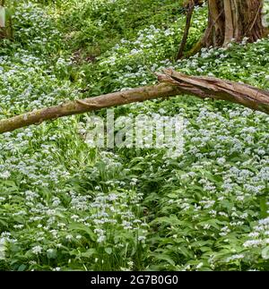 Free food (forage) featuring Allium ursinum, ramsons, buckrams, wild garlic flowering on a woodland floor Stock Photo