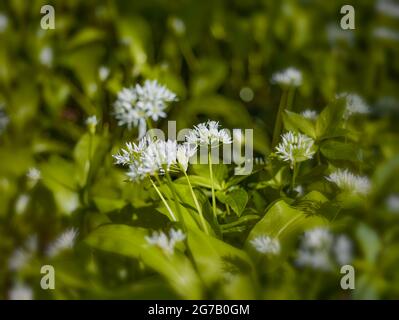 Free food (forage) featuring Allium ursinum, ramsons, buckrams, wild garlic flowering on a woodland floor Stock Photo