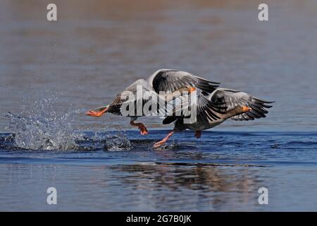 Greylag geese (Anser anser) flying on a lake, Germany, Europe,