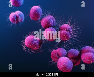 Medical illustration of drug-resistant, Neisseria gonorrhoeae bacteria produced by the Centers for Disease Control and Prevention (CDC) . Antimicrobial resistance (AR).  An optimised and enhanced version of an image produced by the US Centers for Disease Control and Prevention / Credit: CDC