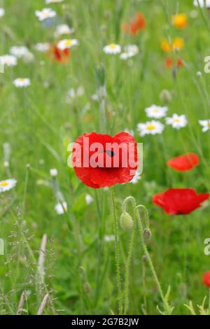 Papaver rhoeas. Poppies  growing in a wildflower meadow. Stock Photo