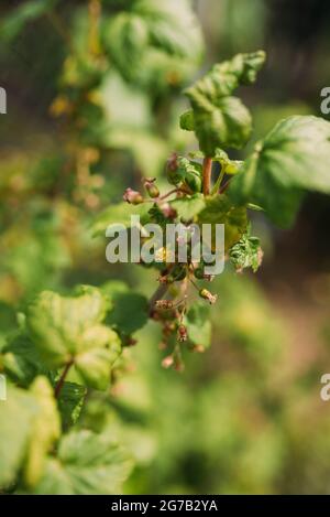 Unripe green currants grow on the bush Stock Photo