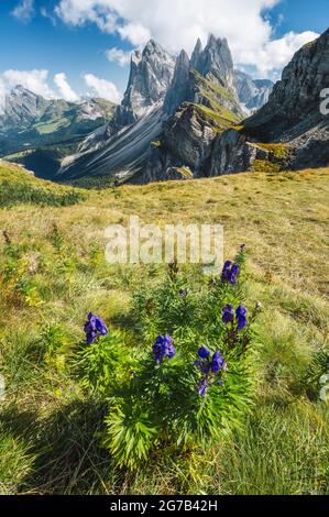 Seceda peaks. Trentino Alto Adige, Dolomites Alps, South Tyrol, Italy. Odle mountain range, Val Gardena. Majestic Furchetta peak Stock Photo
