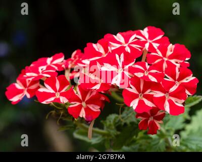 Red and white striped blooms of the tender summer bedding and container plant, Verbena 'Estrella Voodoo Star' Stock Photo