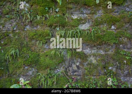 Moss, lichen and fern growing on an old wall, North Rhine-Westphalia, Germany Stock Photo