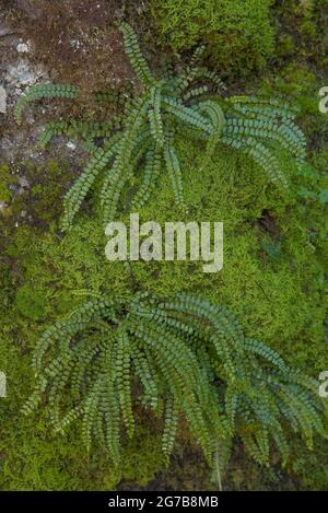 Moss, lichen and fern growing on an old wall, North Rhine-Westphalia, Germany Stock Photo
