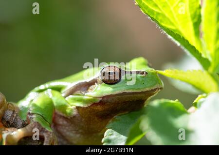 European tree frog (Hyla arborea), sitting in a tree and warming itself in the sun, Velbert, North Rhine-Westphalia, Germany Stock Photo