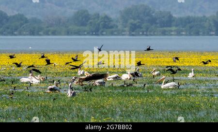 Cormorants (Phalacrocoracidae) and Dalmatian pelicans (Pelecanus crispus) fishing at Lake Kerkini with yellow flowers in the background, Lake Stock Photo