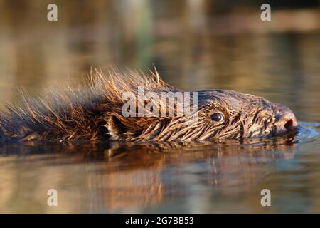 Beaver European beaver (Castor fiber), portrait of one-year-old young animal in water, Peene Valley River Landscape nature park Park Stock Photo