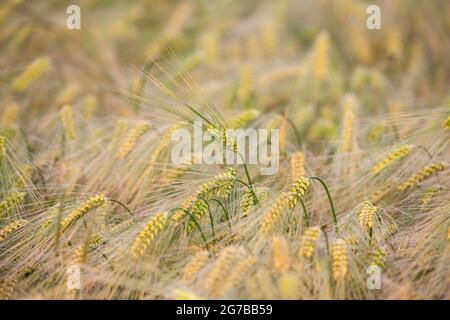 Ear of Barley (Hordeum vulgare) with dewdrops, Ingerkingen, Baden-Wuerttemberg, Germany Stock Photo