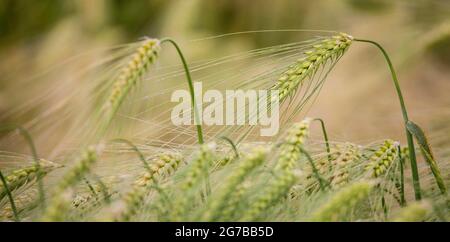 Ear of Barley (Hordeum vulgare) with dewdrops, Ingerkingen, Baden-Wuerttemberg, Germany Stock Photo