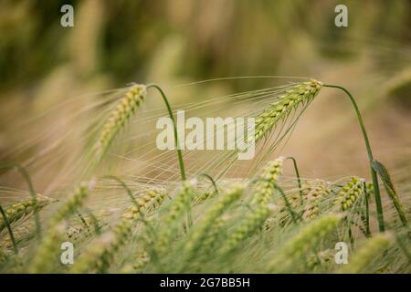 Ear of Barley (Hordeum vulgare) with dewdrops, Ingerkingen, Baden-Wuerttemberg, Germany Stock Photo