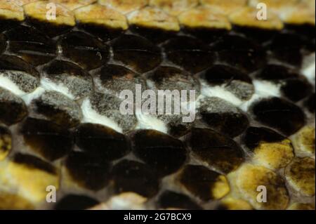 Western West african gaboon viper (Bitis rhinoceros) Stock Photo