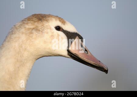 Mute Swan, young bird, portrait, January, Duisburg, Lower Rhine, North Rhine-Westphalia, Germany Stock Photo