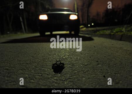 Common toad, male, car in background, photographed in the evening, February, Bottrop, Ruhr Area, North Rhine-Westphalia, Germany Stock Photo