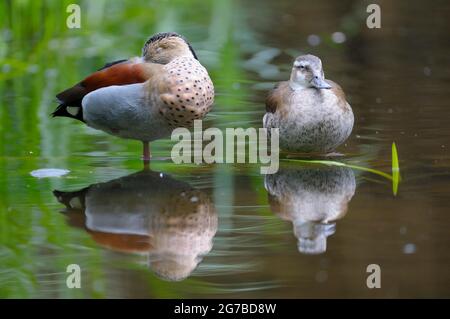 Red-shouldered Duck, pair, May, captive, zoo, North Rhine-Westphalia, Germany Stock Photo