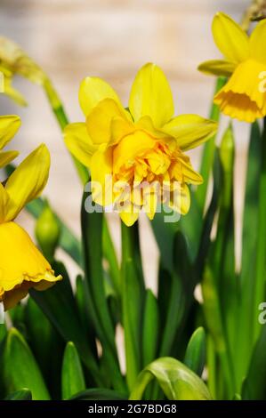 Close up of Narcissus Tete Deluxe in spring  Narcissus Tete Deluxe is a yellow division 4 double daffodil that was introduced in 2020 & is fully hardy Stock Photo