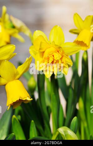 Close up of Narcissus Tete Deluxe in spring  Narcissus Tete Deluxe is a yellow division 4 double daffodil that was introduced in 2020 & is fully hardy Stock Photo