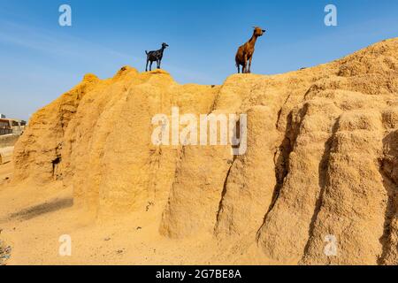 Goats on the old sandstone wall, Kano, Kano state, Nigeria Stock Photo