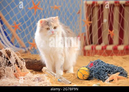 British longhair cat, blue-torbie-mackerel-white, Highlander, Lowlander, Britanica, BLH Stock Photo