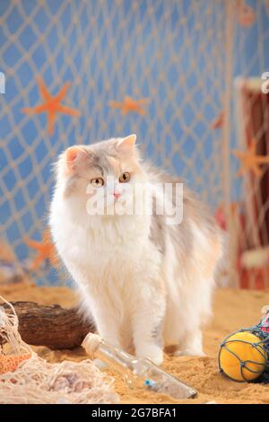 British longhair cat, blue-torbie-mackerel-white, Highlander, Lowlander, Britanica, BLH Stock Photo