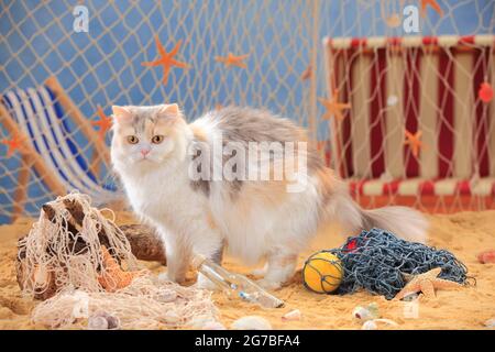 British longhair cat, blue-torbie-mackerel-white, Highlander, Lowlander, Britanica, BLH Stock Photo