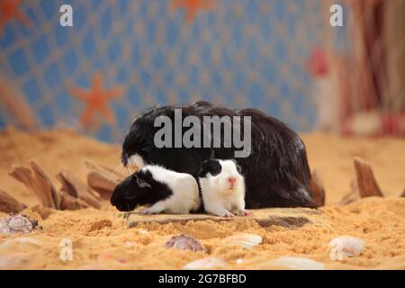 Sheltie guinea pig, black and white and kittens, Peruvian silkie Stock Photo