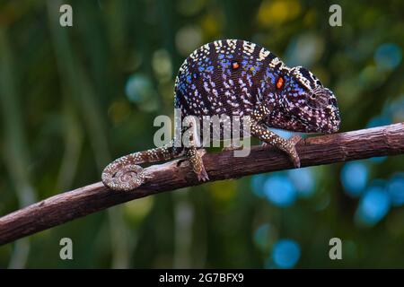 Epic's Interactive Blog: Reptiles found in the Kruger - The