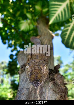 Leaf-tailed gecko Henkel's Leaf-tailed Gecko (Uroplatus henkeli) in the dry forests of Ankarana National Park, northern Madagascar, Madagascar Stock Photo