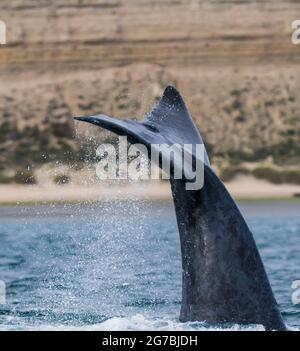 Southern Right whale tail, Peninsula Valdes, Unesco World Heritage Site, Patagonia, Argentina. Stock Photo