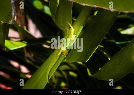Phelsuma is a green gecko species endemic to La Reunion island Stock Photo