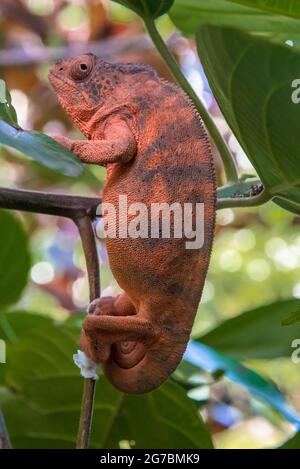 Furcifer pardalis or panther chameleon on la reunion island Stock Photo
