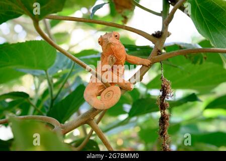 Femal panther chameleon Stock Photo