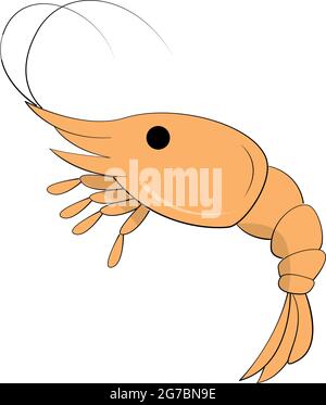 Realistic fresh shrimp on white background - Vector illustration Stock Vector