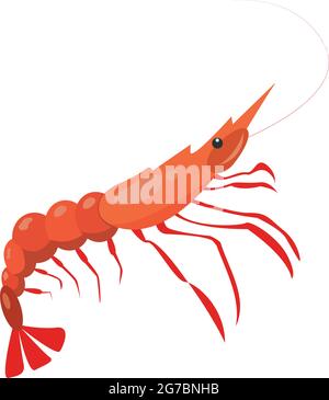 Realistic fresh shrimp on white background - Vector illustration Stock Vector