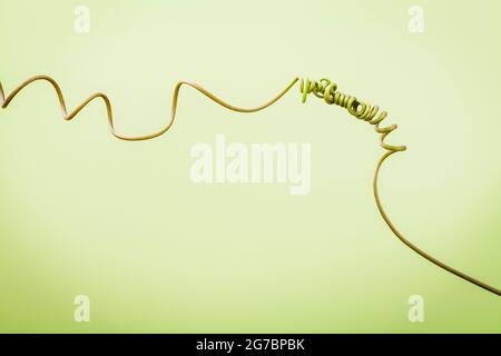 Close up of connected vine on light green background . Connected vine with shallow depth of field. Nature background with vine. Connecting with nature Stock Photo