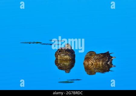 Two female mallard ducks Anas platyrhynchos; floating on open water in a marsh area in rural Alberta Canada Stock Photo
