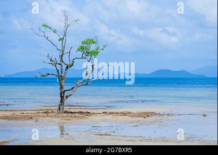 stand alone tree at sea with blue island in background Stock Photo