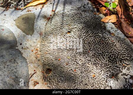 A piece of brain coral set in concrete and utilized to make a wall in St. Croix, USVI. Stock Photo
