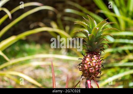 A baby pineapple, sporting a mini crown, stands out among a bed of pineapple plants. Stock Photo
