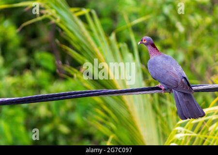 A scaley-naped pigeon perches on a power line near Fredericksted, St. Croix, USVI. Stock Photo