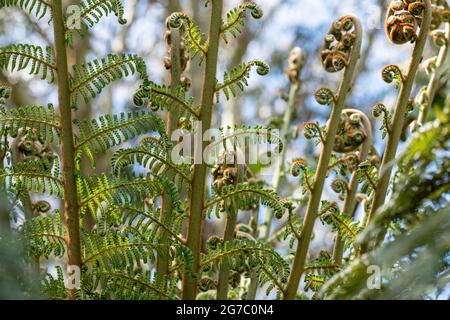 Dicksonia antarctica. Tree fern fronds Stock Photo